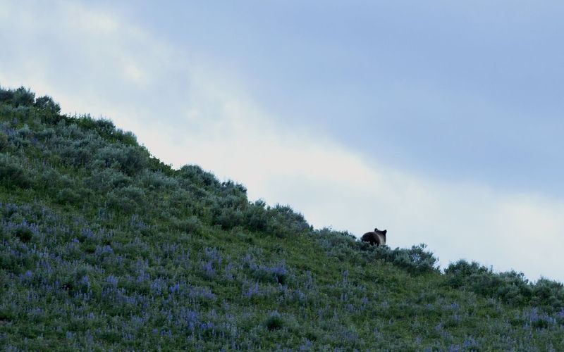 GOP's Dangerous Moves Threaten Grizzlies and Wolverines with Extinction