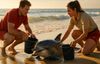 Juvenile Dolphin Stranded at Torrance Beach: Lifeguard Response