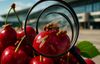 Urgent Alert: Infestation of European Fruit Flies Found in Cherries at Detroit Airport